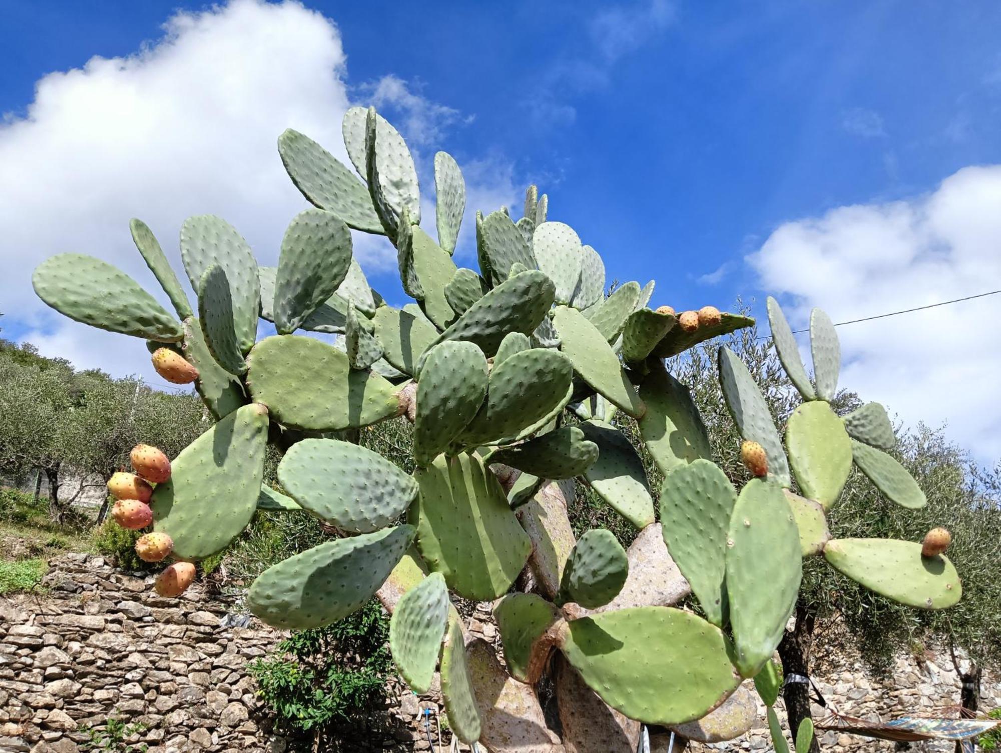 Le Drupe Chiavari Exterior foto